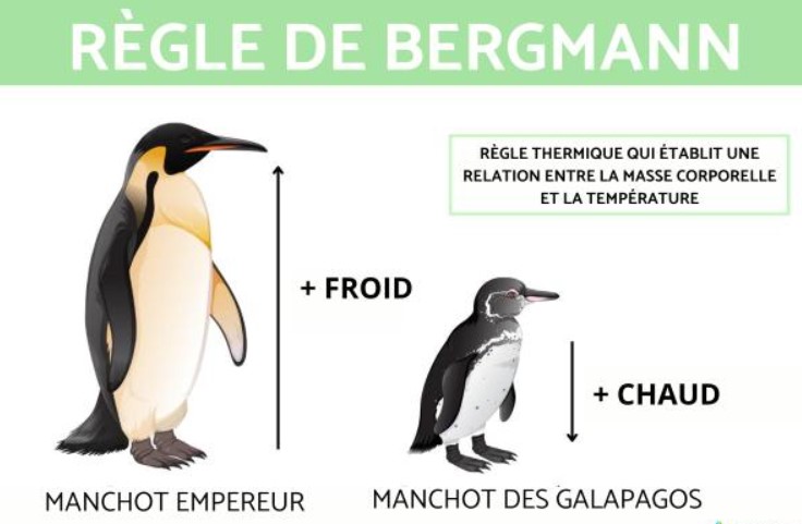 Bergmann's rule visualization: Size increase from Tropics to Arctic