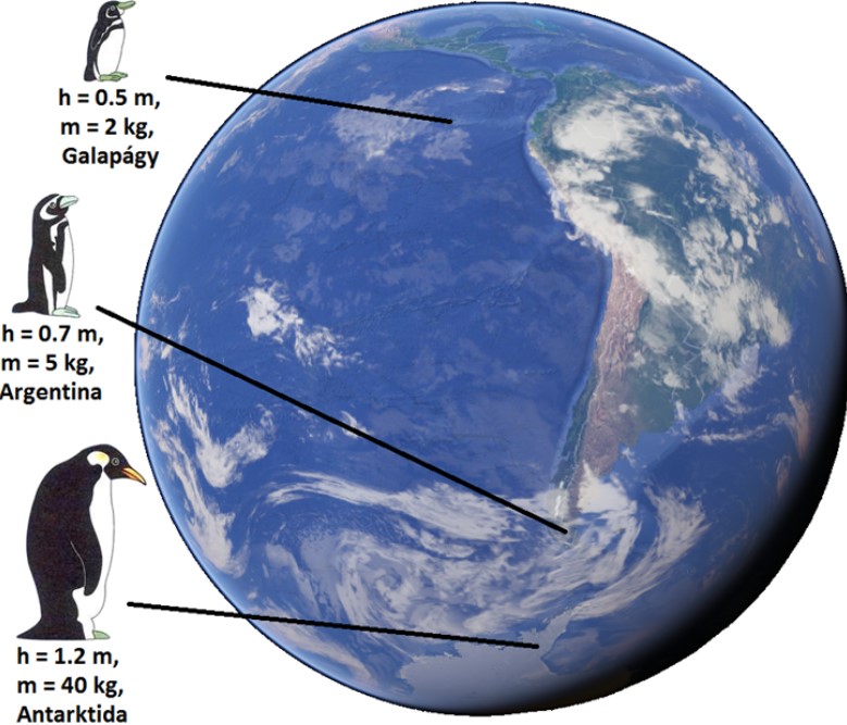 Simple illustration of heat loss in large vs small animals like bears